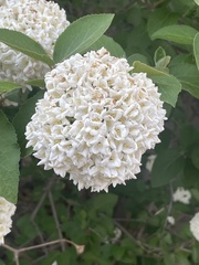 Viburnum carlcephalum