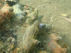 Asterocarpa coerulea