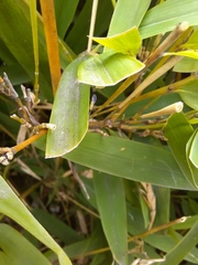 Takecallis arundinariae