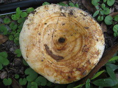 Lactarius yazooensis