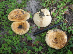 Lactarius yazooensis
