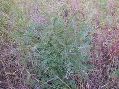 Tephrosia rhodantha