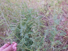 Tephrosia rhodantha