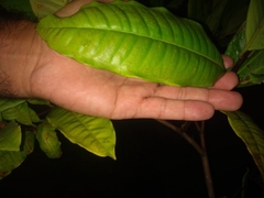 Myrtaceae