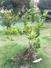 Myrtaceae