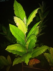 Myrtaceae