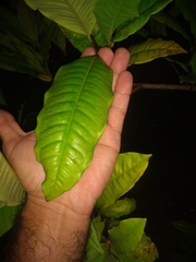 Myrtaceae