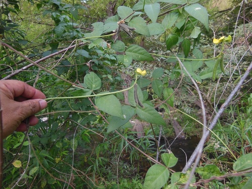 Rice bean (Vigna umbellata)
