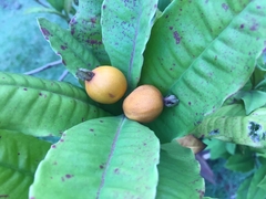Myrtaceae