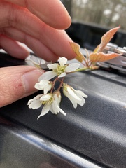 Amelanchier × intermedia