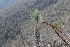 Beaucarnea stricta