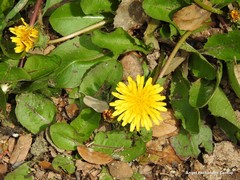 Taraxacum obovatum