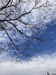 Amelanchier × intermedia