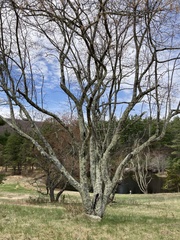 Amelanchier × intermedia