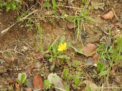 Leontodon longirostris