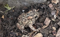 Anaxyrus americanus
