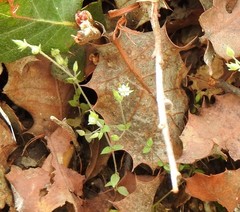 Arenaria leptoclados