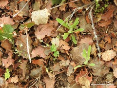 Aristolochia paucinervis