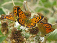 Lycaena 'canterbury common copper'