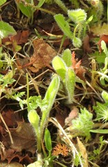 Leontodon longirostris