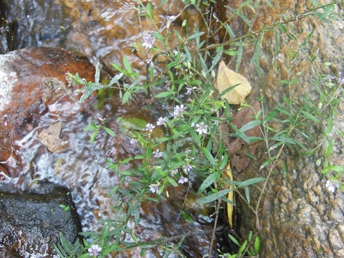 Cuphea utriculosa, photograph 1