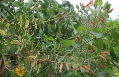 Cuphea salvadorensis