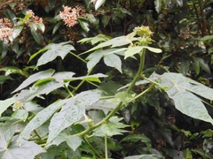 Hibiscus uncinellus