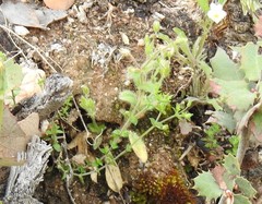 Cerastium brachypetalum