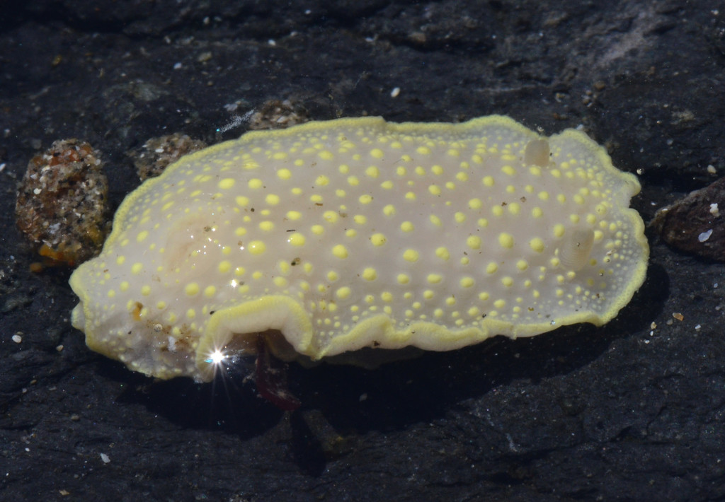 yellow-edge cadlina
