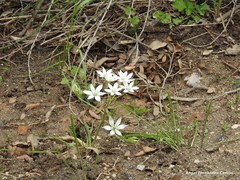 Ornithogalum baeticum