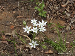 Ornithogalum baeticum