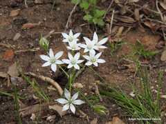 Ornithogalum baeticum