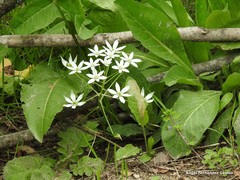 Ornithogalum baeticum