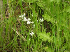 Ornithogalum baeticum