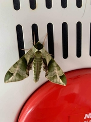 Callambulyx tatarinovii