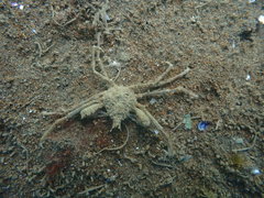 Pyromaia tuberculata