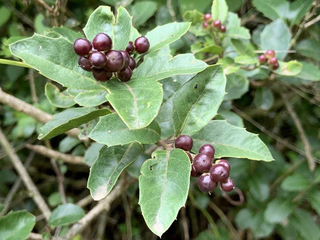 Citharexylum ilicifolium