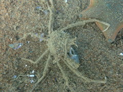 Pyromaia tuberculata