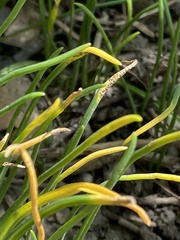 Puccinia allii