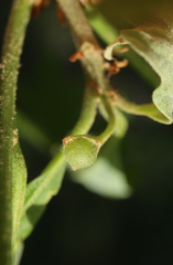 Andricus quercusutriculus