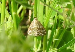Evergestis frumentalis