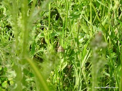 Evergestis frumentalis