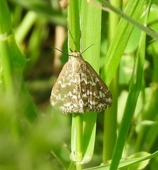 Evergestis frumentalis