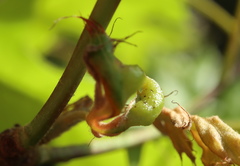 Macrodiplosis niveipila