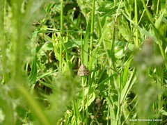 Evergestis frumentalis