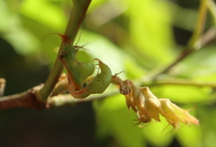 Macrodiplosis niveipila