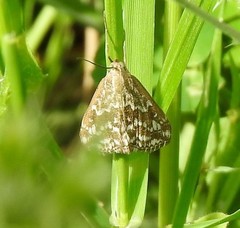 Evergestis frumentalis