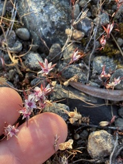 Polygonum bidwelliae