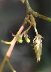 Macrodiplosis niveipila