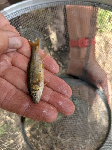 Yaqui-kopvoorn (Gila purpurea) — Cyprinidae — 2